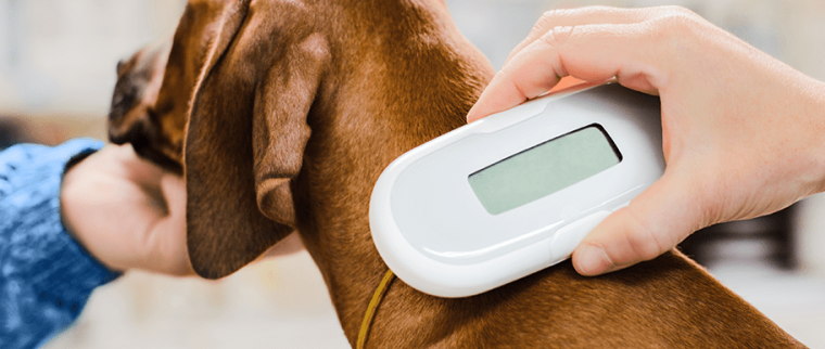 puce électronique chien